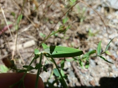 Hypericum linariifolium