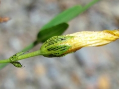 Hypericum linariifolium
