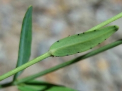 Hypericum linariifolium