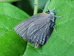Satyrium calanus
