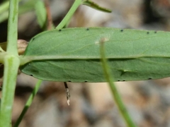 Hypericum linariifolium