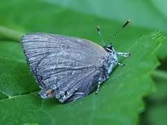 Satyrium calanus