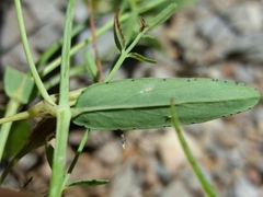 Hypericum linariifolium