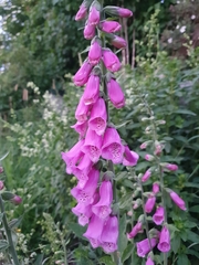Digitalis purpurea