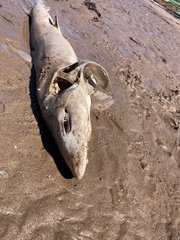 Mustelus