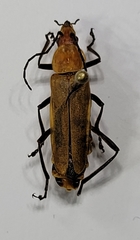 Chauliognathus discus