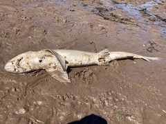 Mustelus