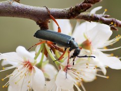 Pomphopoea