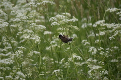 Emberiza schoeniclus