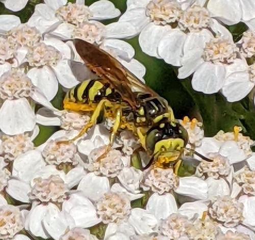 Philanthus crabroniformis photo 3