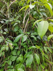 Jasminum lanceolarium