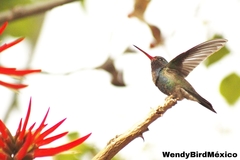 Cynanthus latirostris