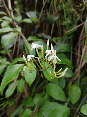 Jasminum lanceolarium