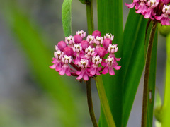 Asclepias incarnata incarnata