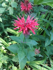 Monarda