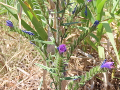 Echium tuberculatum