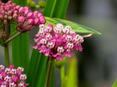 Asclepias incarnata incarnata