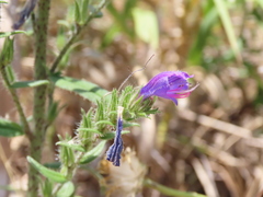 Echium tuberculatum