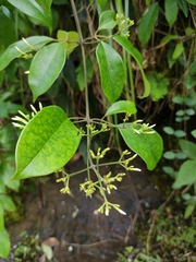 Jasminum lanceolarium