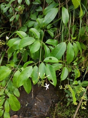 Jasminum lanceolarium