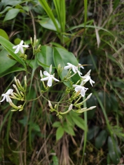 Jasminum lanceolarium