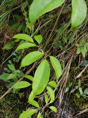 Jasminum lanceolarium