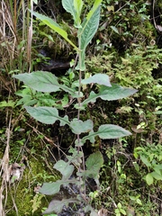 Crepidiastrum denticulatum