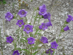 Campanula medium