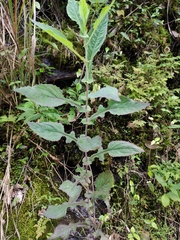 Crepidiastrum denticulatum