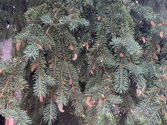 Picea pungens