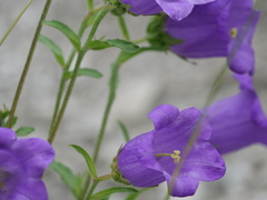 Campanula medium