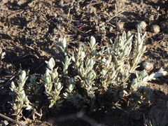 Atriplex watsonii