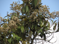 Thlypopsis superciliaris