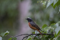 Phoenicurus phoenicurus