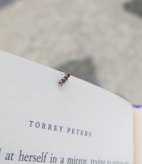 Micropterix aureatella