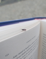 Micropterix aureatella