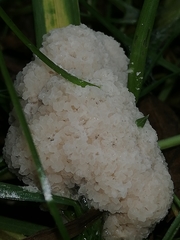 Fuligo septica candida