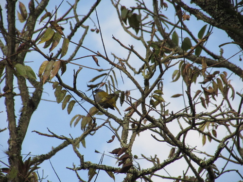Blue-capped Tanager (Sporathraupis cyanocephala), photo 9