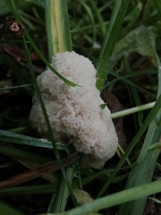 Fuligo septica candida