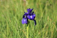 Iris latifolia