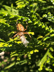 Araneus diadematus