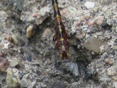 Ophiogomphus rupinsulensis