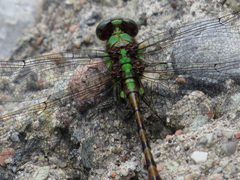 Ophiogomphus rupinsulensis