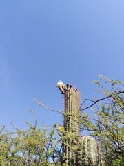 Trichocereus chiloensis chiloensis