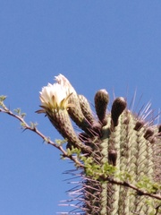 Trichocereus chiloensis chiloensis