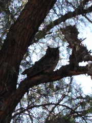 Bubo virginianus magellanicus