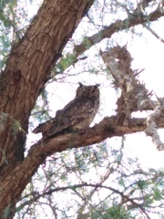 Bubo virginianus magellanicus