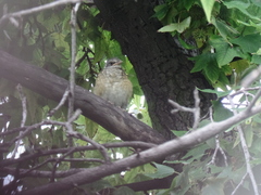 Turdus rufopalliatus