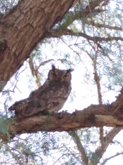 Bubo virginianus magellanicus