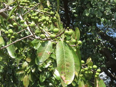 Ficus crocata